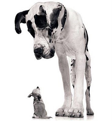 Harry Coin: Wag the Dog